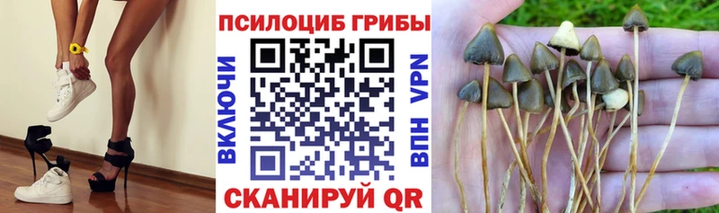 Купить закладки  Чаплыгин  Псилоцибиновые грибы MAGIC MUSHROOMS 