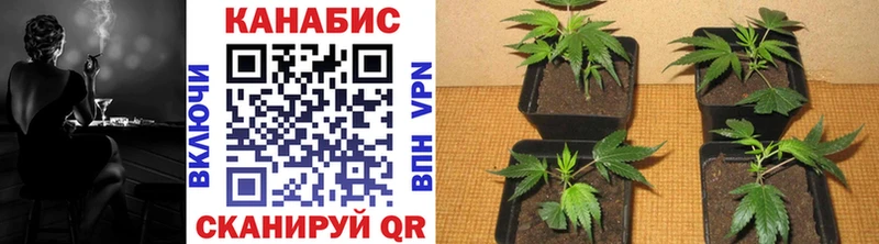 Конопля Bruce Banner  Купить закладки  Чаплыгин 